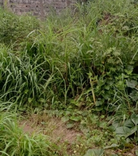 Terrain de 4 parcelles colées en vente à coyah kouyéya, endroit magnifique et en bordure de route secondaire. documents disponibles , prix abordable et à discuter. contact :sabaimmo.com