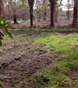 Terrain Plat de 5 hectares en vente à kolabounyi Ballayah