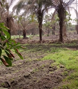 Terrain Plat de 5 hectares en vente à kolabounyi Ballayah
