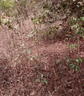 terrain de 13 parcelles en vente à kolabounyi  gare chemin de fer. prix à discuter